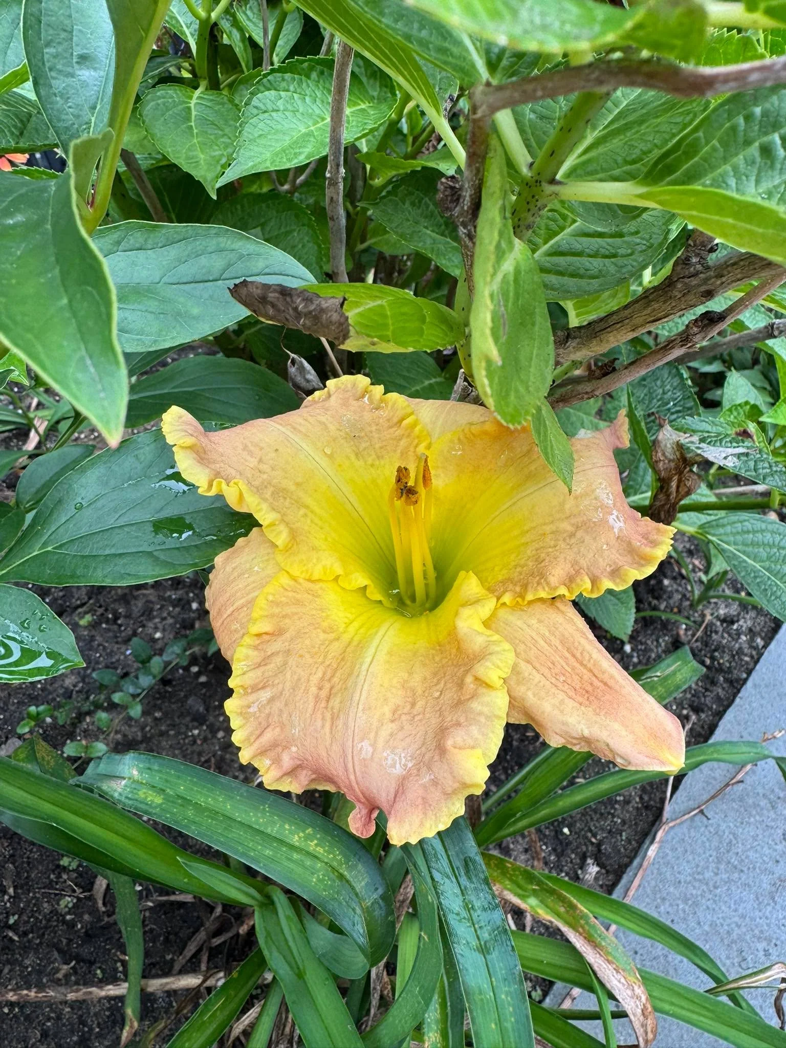 A Goddard College Lilly still blooming from 2016. So happy to have this in my garden