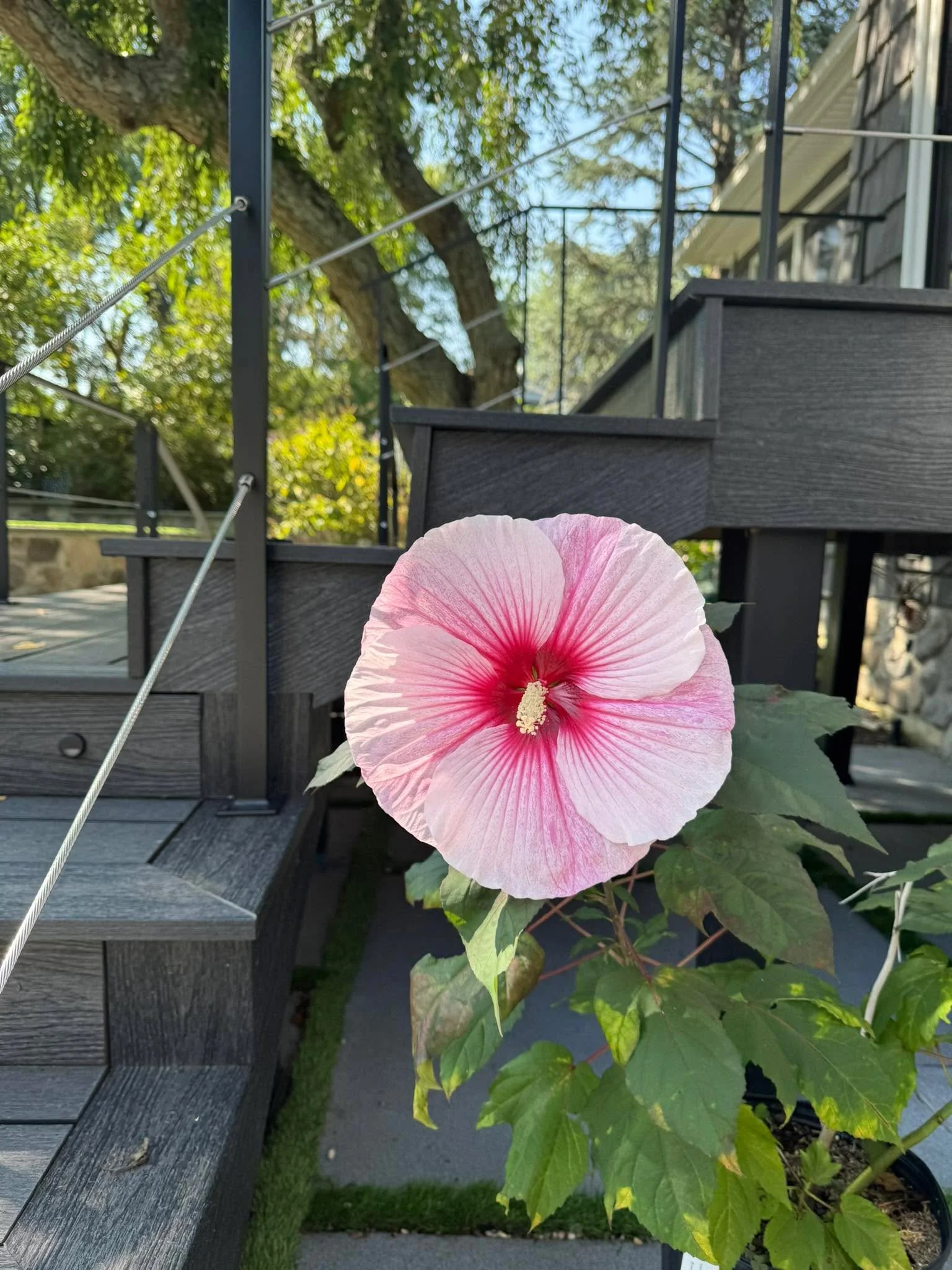 Beautiful surprise!!!