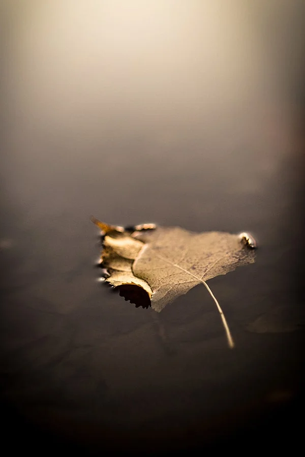 Leaf on water