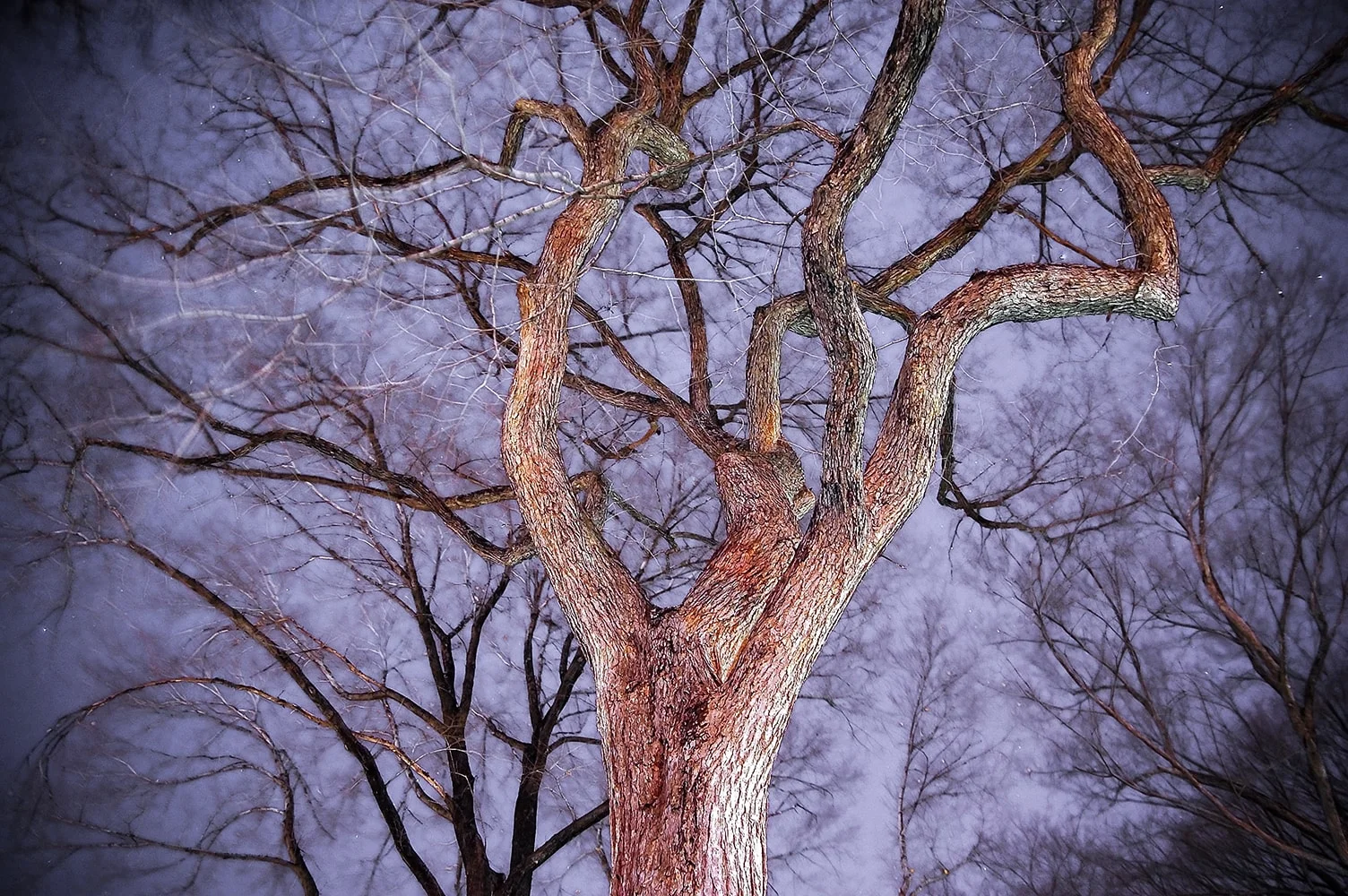 Night time trees