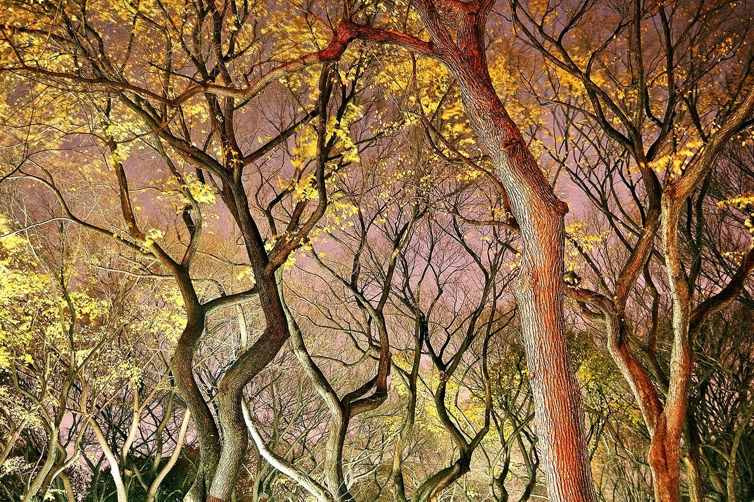 Central park Trees