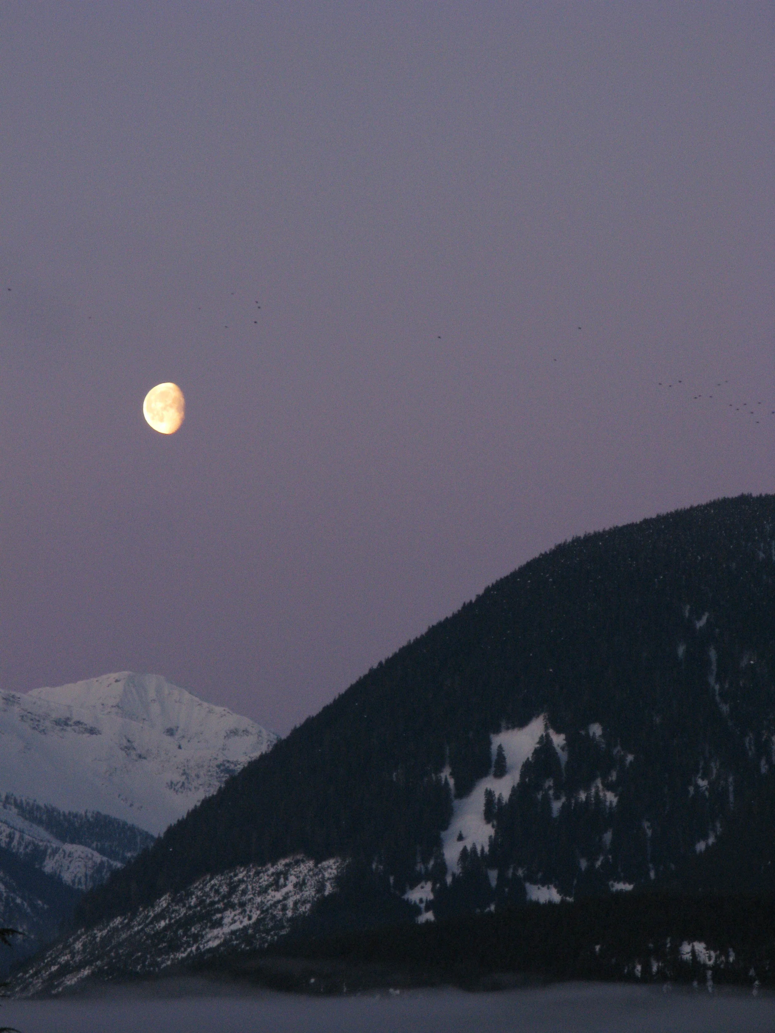 Early Moon / photo: Dano Pendygrasse