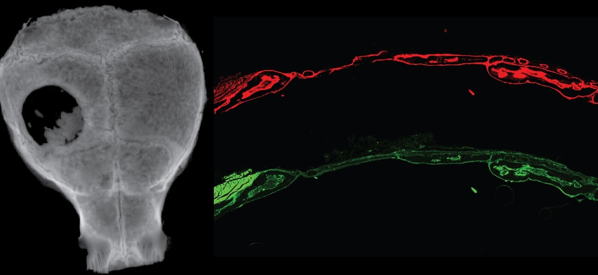 Tissue Regenerative Engineering