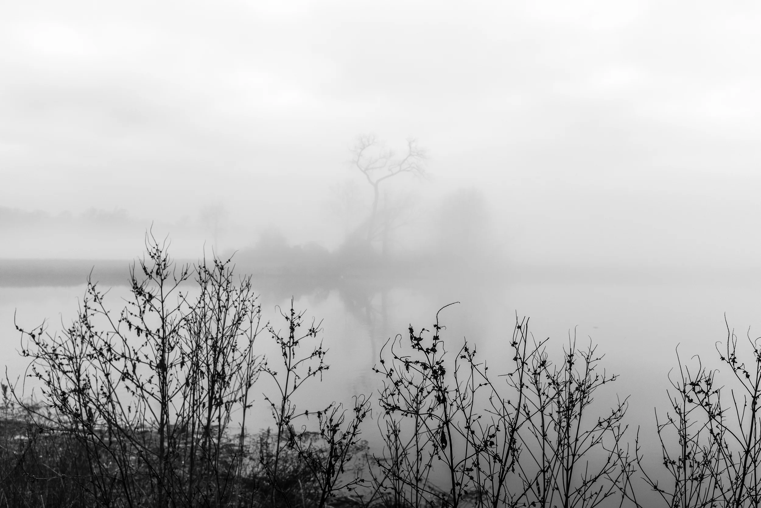 A foggy Christmas morning at Dyke Marsh Wildlife Preserve, Alexandria, Va.