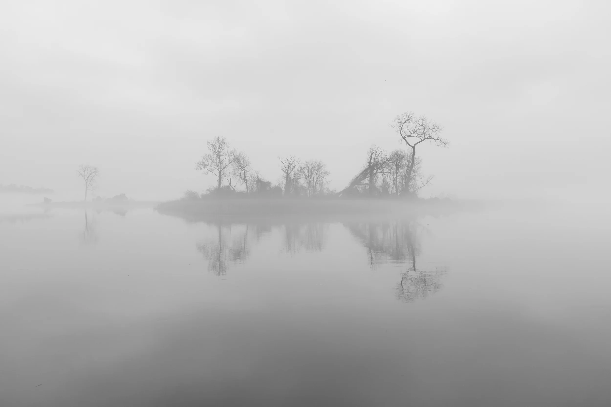 A foggy Christmas morning at Dyke Marsh Wildlife Preserve, Alexandria. Va.