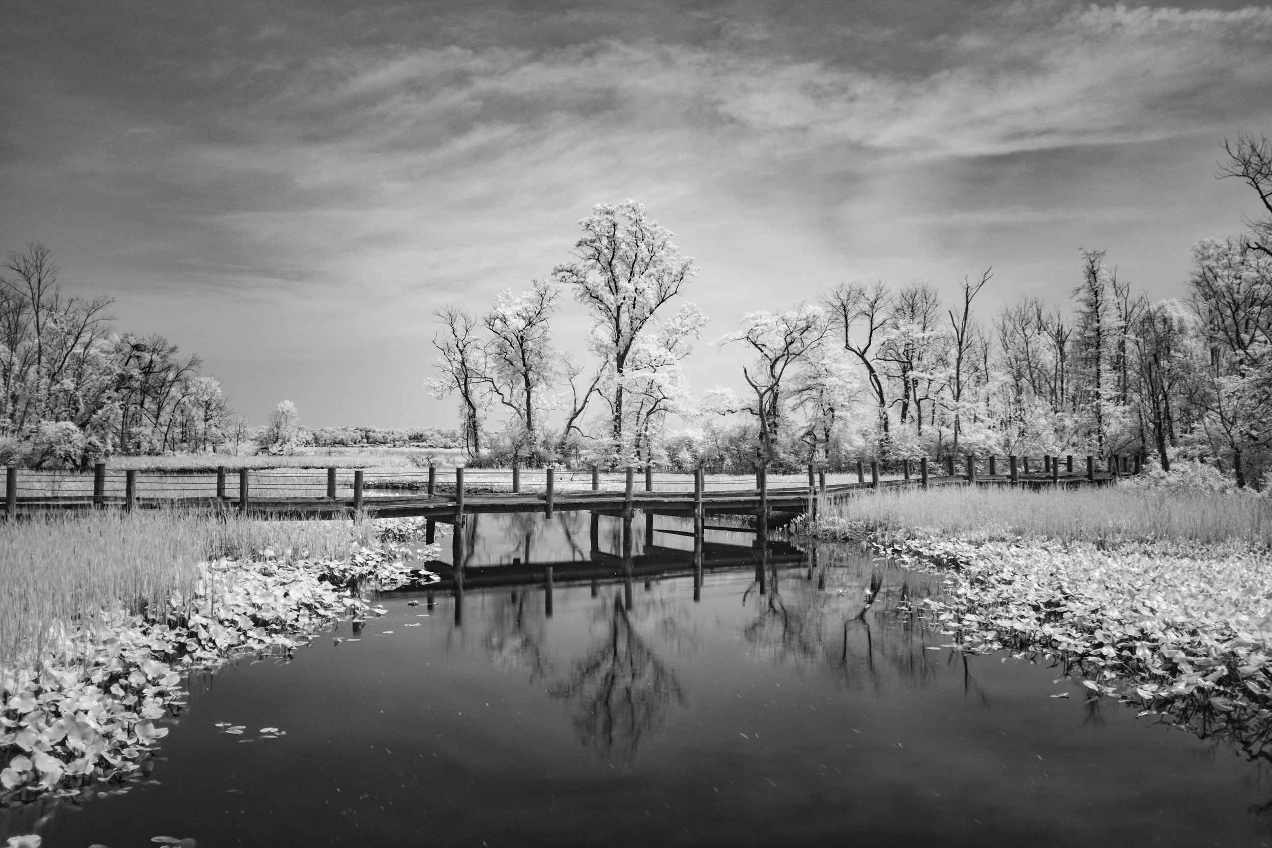 Infrared exposure with an R72 filter on the Fujifilm X100T and Lightroom editing. Mount Vernon Trail along the George Washington Parkway, Fairfax County, Virginia.