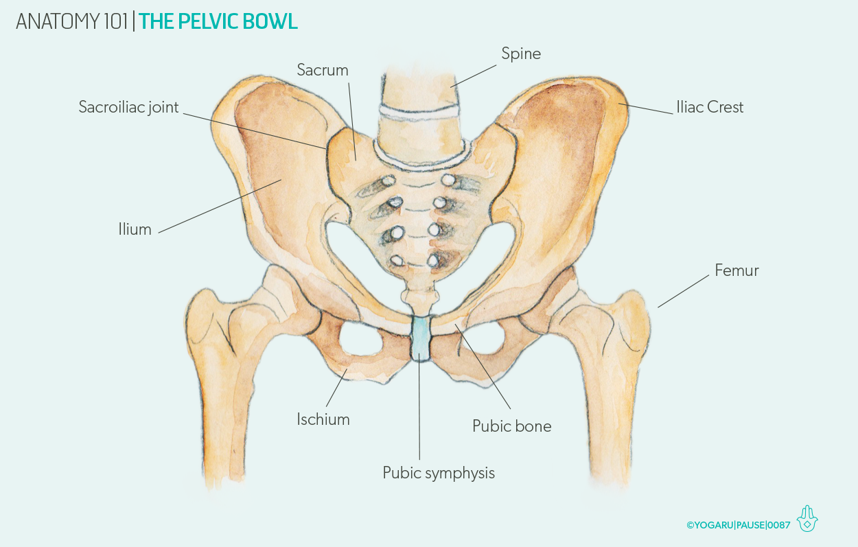 Anatomy 101 - the pelvic bowl — YOGARU