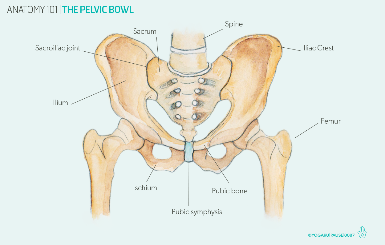 The Pelvis