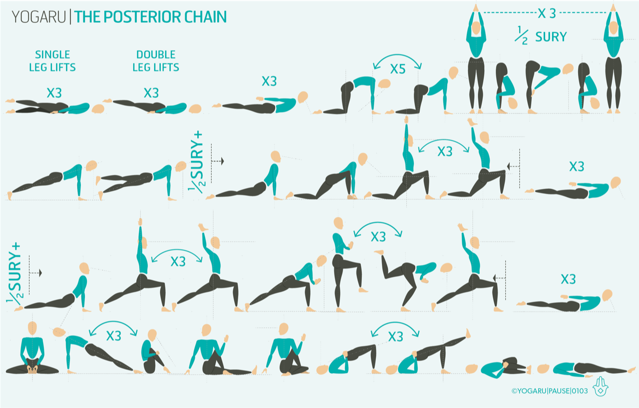 THE POSTERIOR CHAIN