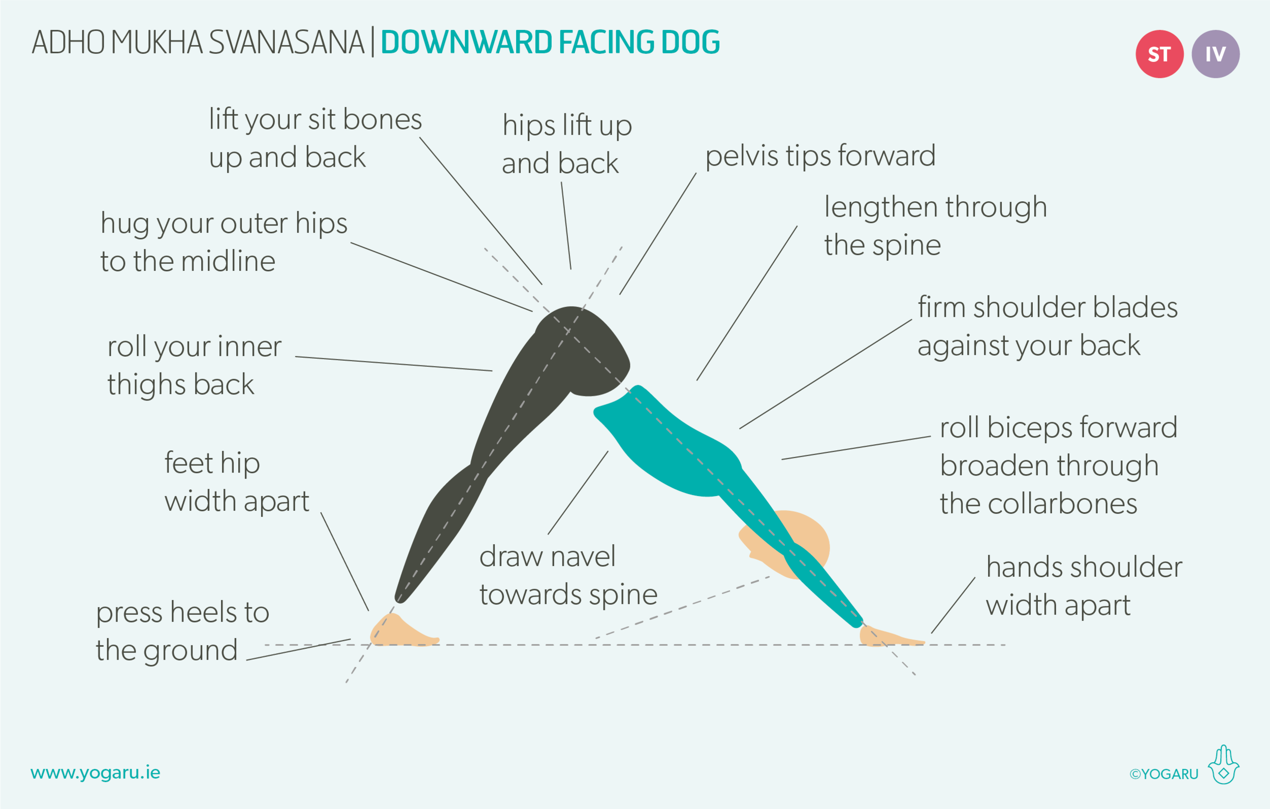 Downward Facing Dog, Adhomukhashwanasana