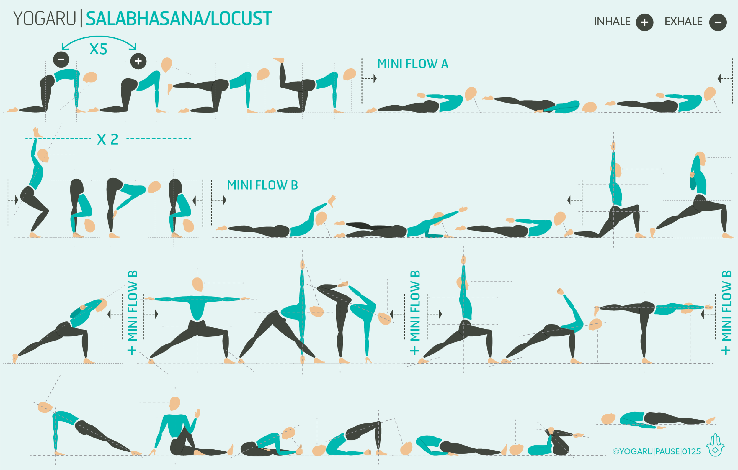 Locust – Salabhasana – Animalia Asana – the animal element in yoga