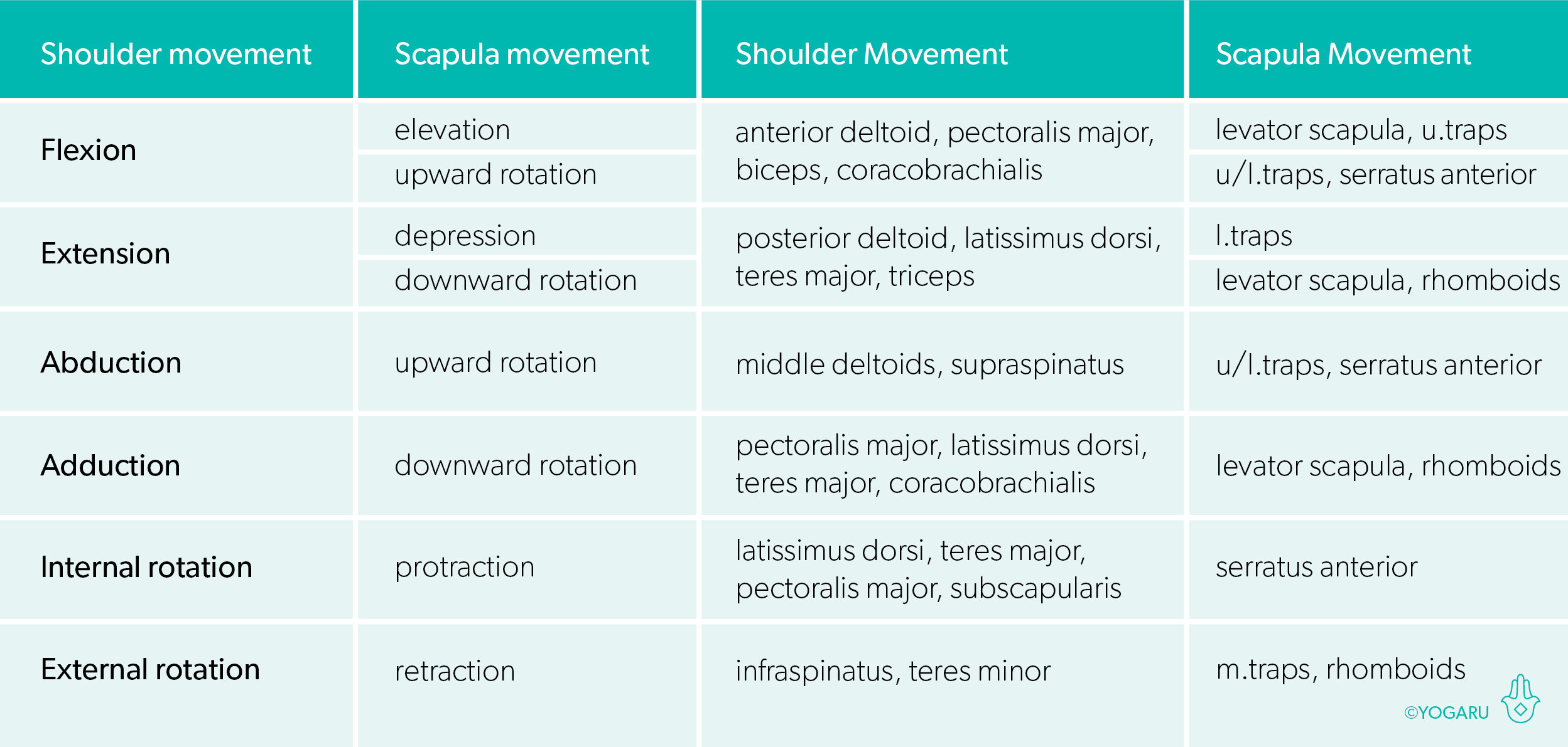 Shoulder Muscles And Movements