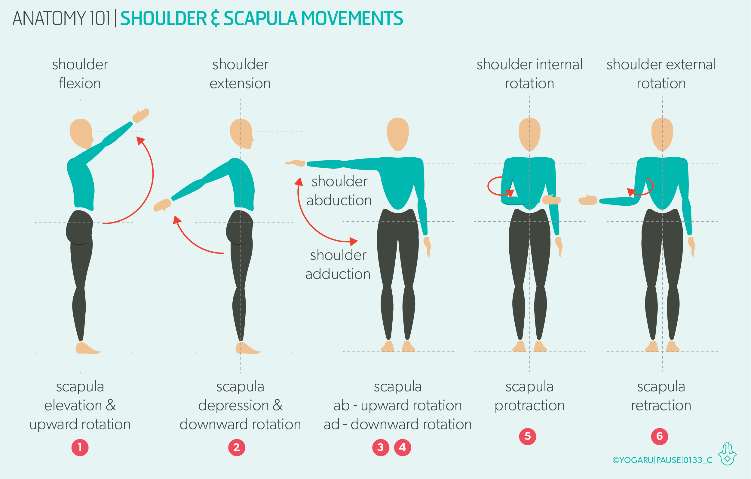 shoulder medial rotation