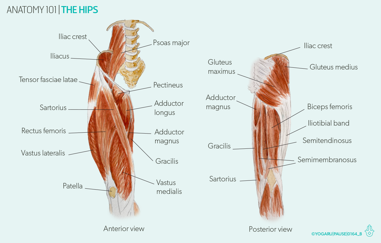 Hip Flexor Muscles Diagram