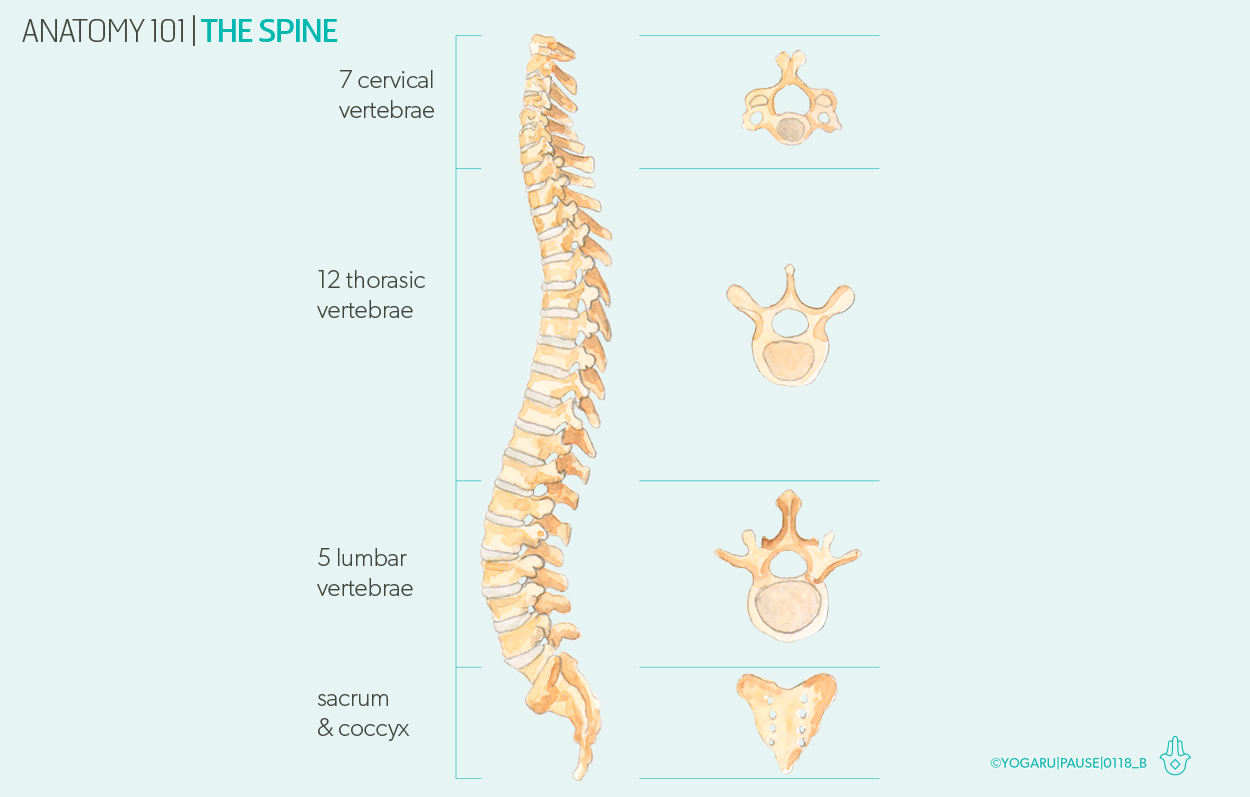 vertebrae anatomy