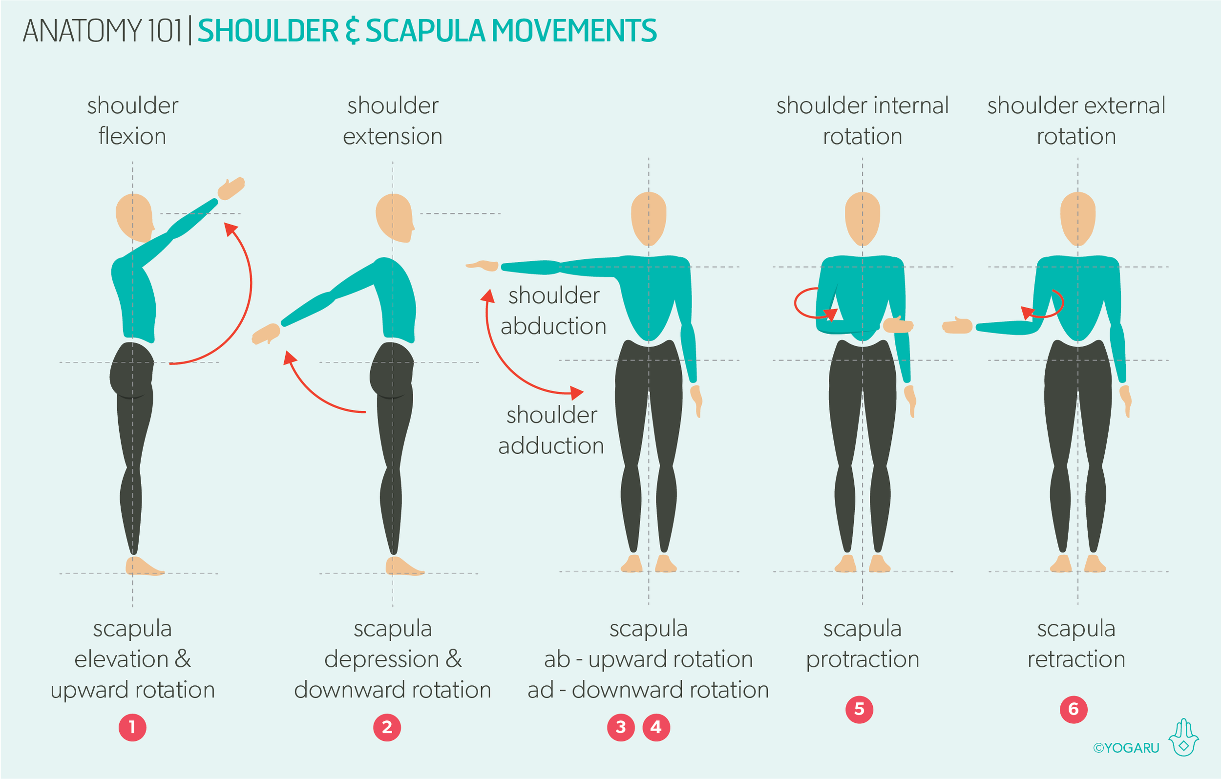 Anatomy 101 The Shoulders YOGARU
