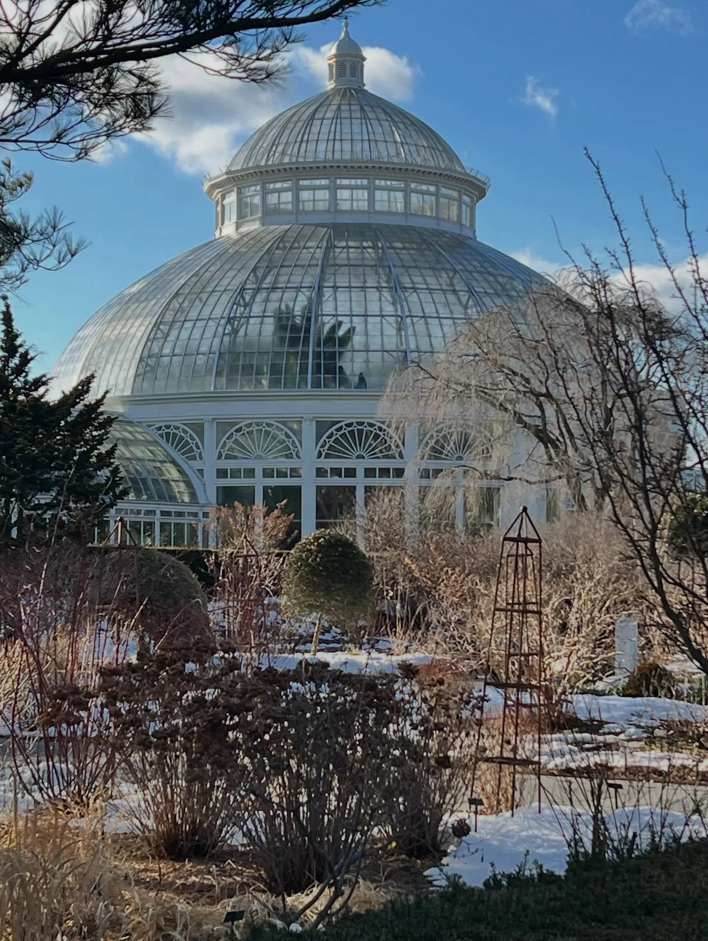 Orchids in NYC, at the laundromat , dumpster, taxi stand, and construction scaffolding. Brilliant art and color on this winter day before the snow!

#newyorkbotanicalgarden