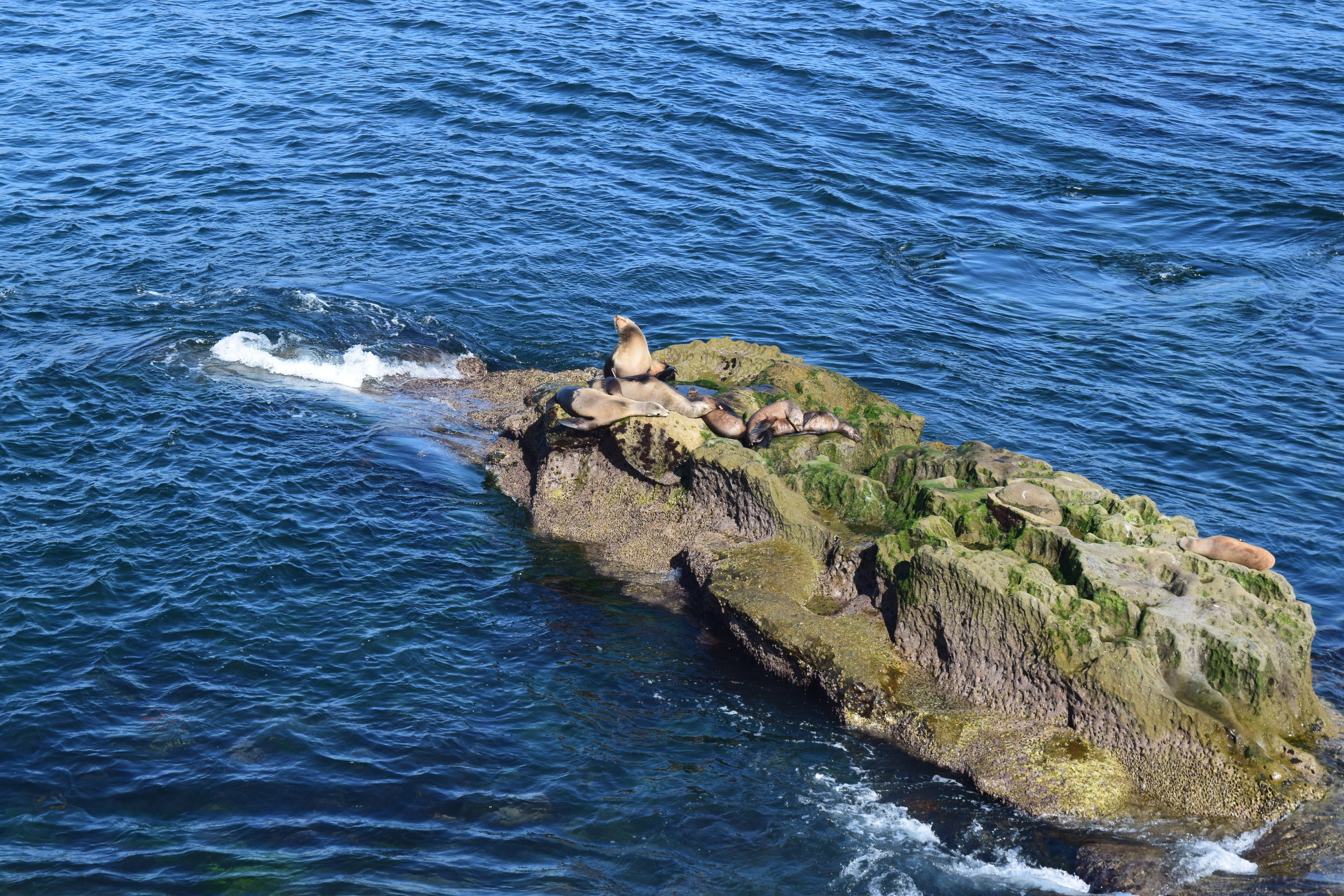 DSC_0407.JPG