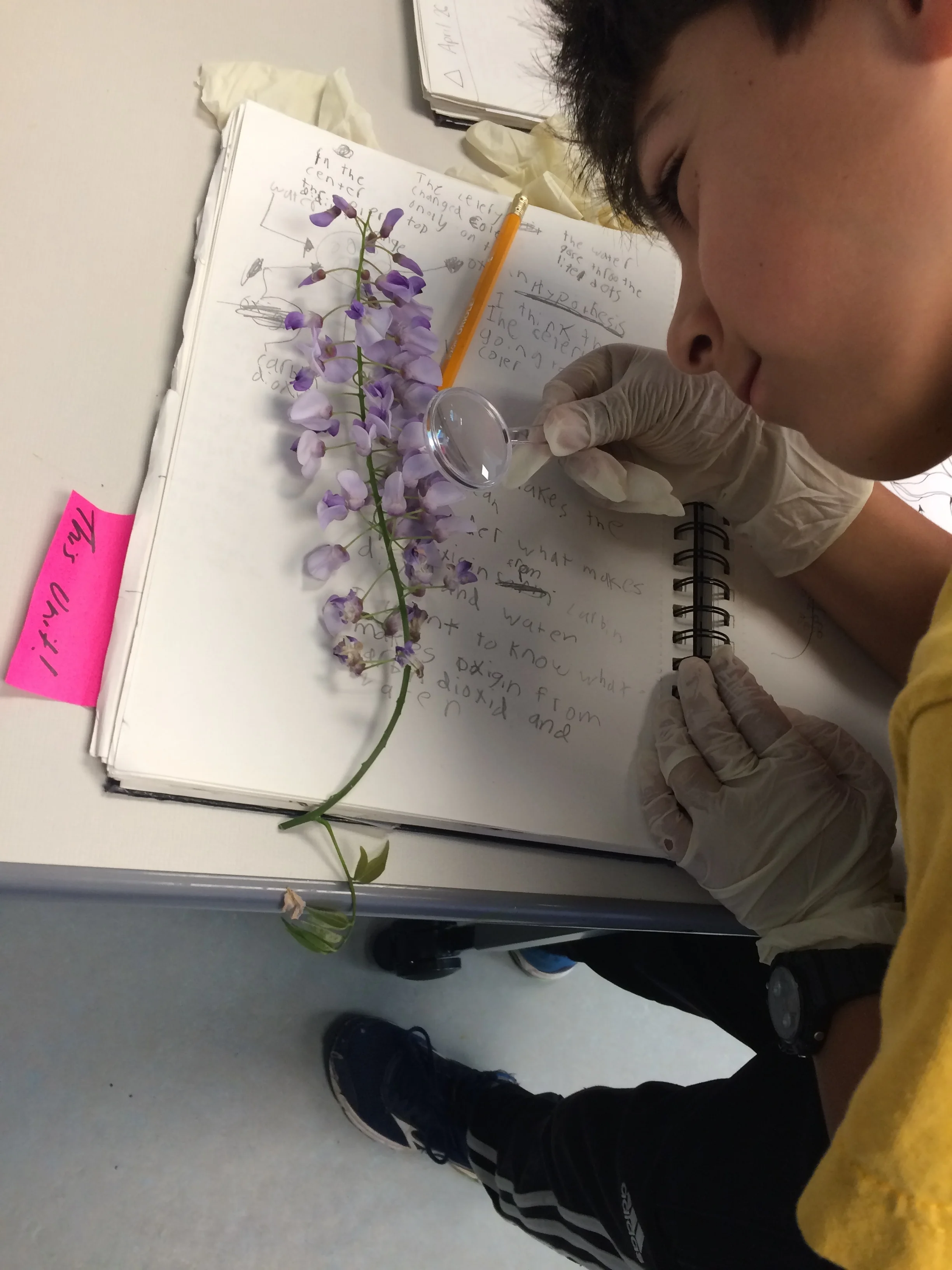 pollinators & flowers