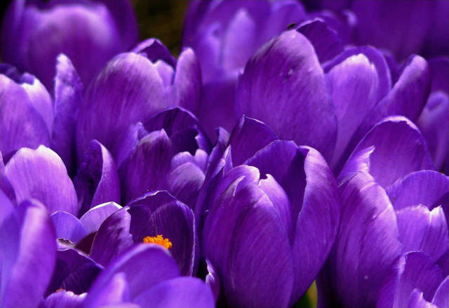 crocus-flower-spring-purple-59992.jpg
