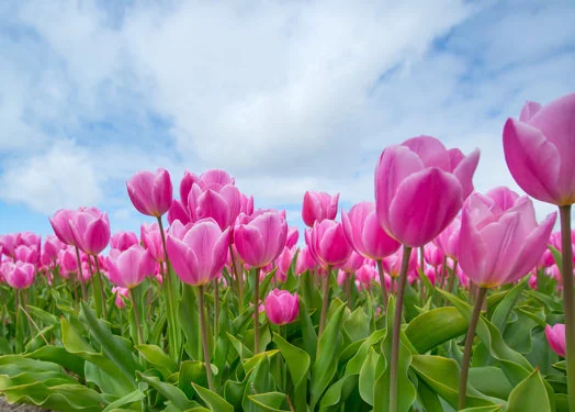 pink-tulip-bulb-field-594413.jpg