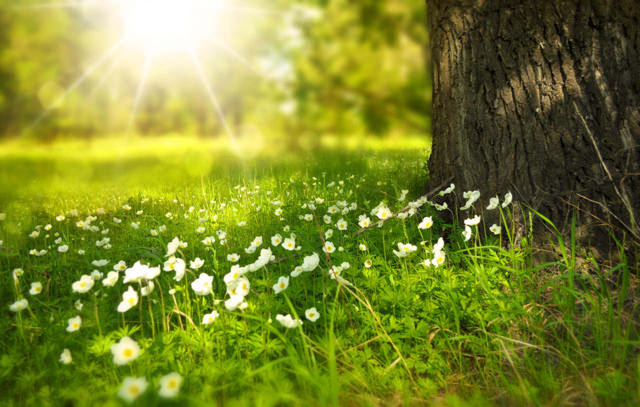 spring-tree-flowers-meadow-60006.jpg