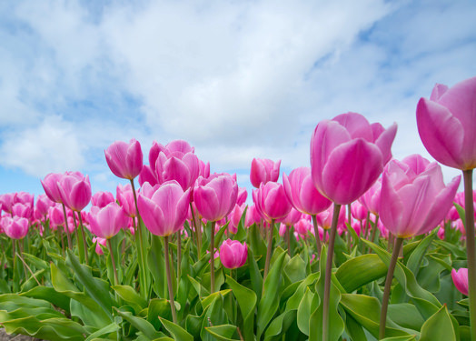 pink-tulip-bulb-field-594413.jpg