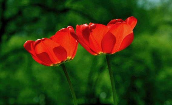 spring-tulip-flower-nature.jpg