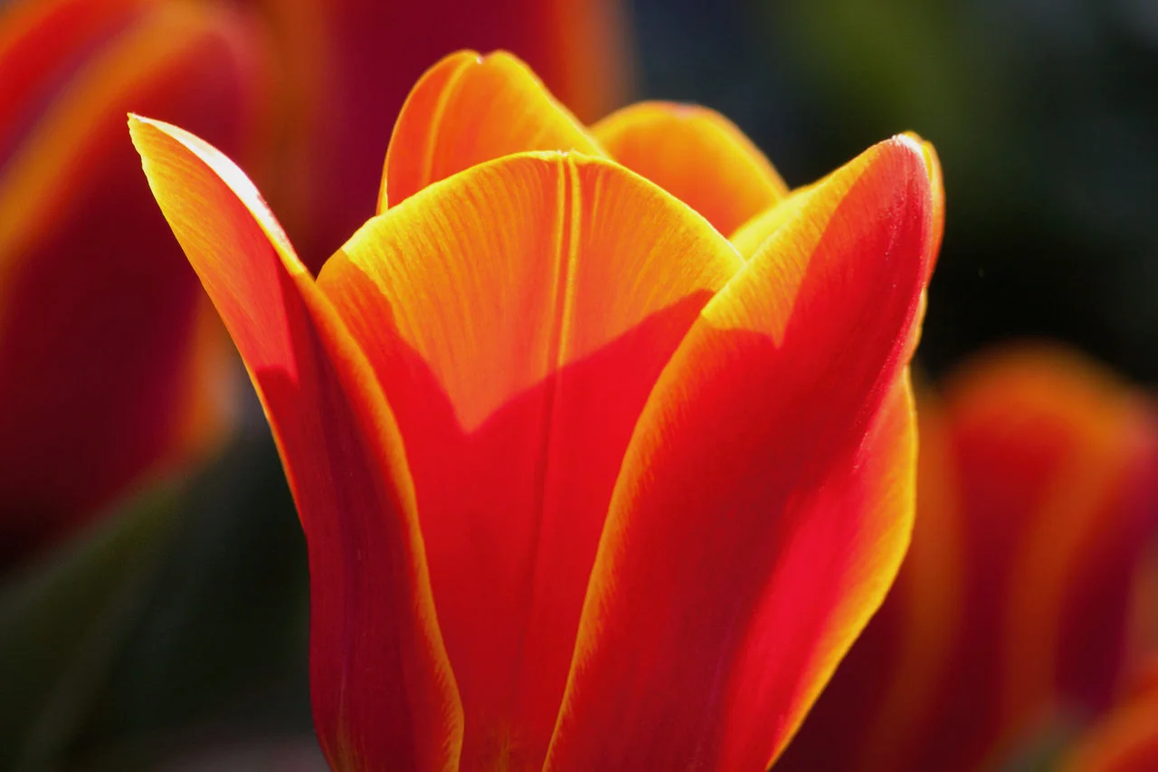 tulip-lily-nature-flowers-57429.jpg