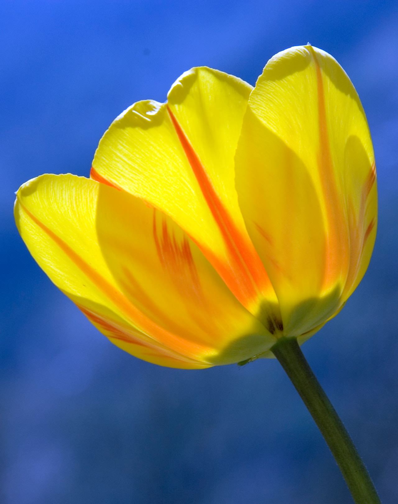tulip-yellow-spring-flowers-60115 copy.jpeg