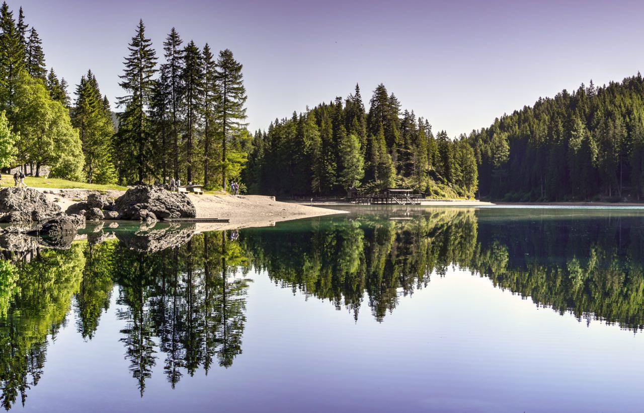 conifer-daylight-environment-454880 copy.jpg