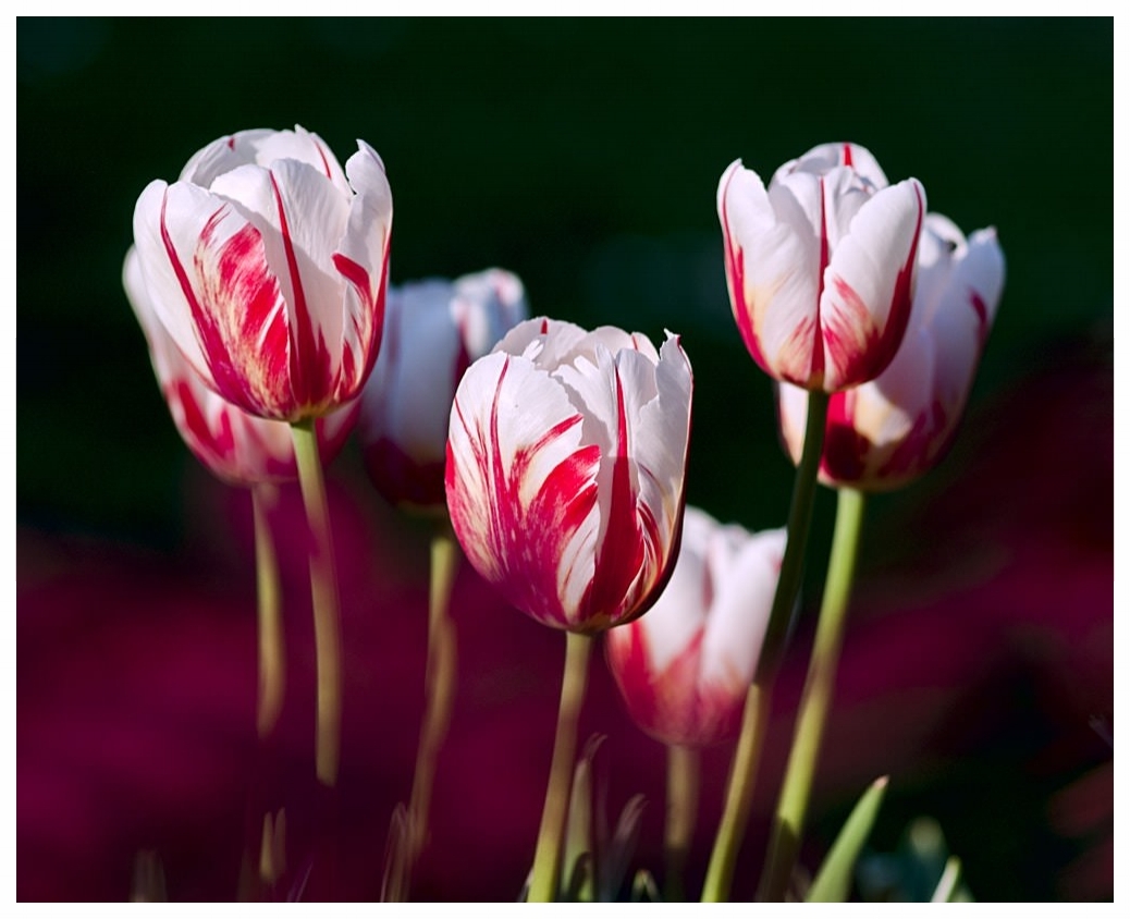 tulips-garden-flowers-color-69465.jpeg