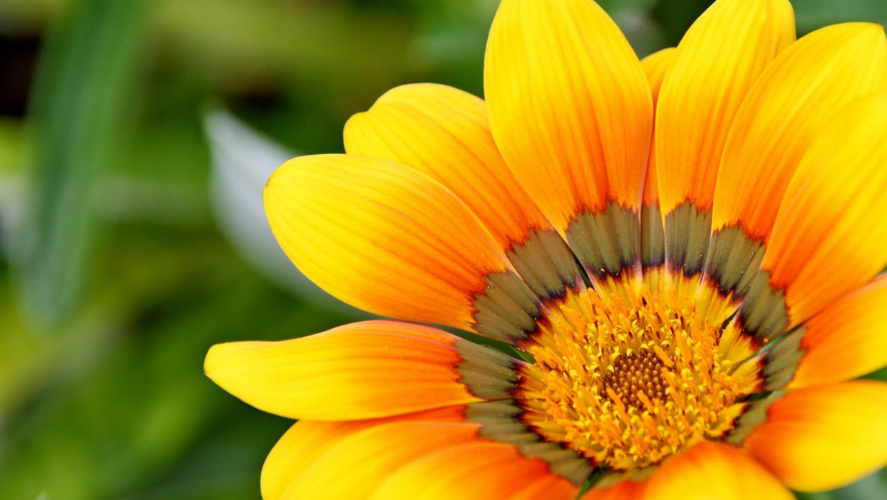 yellow-natural-flower copy.jpg