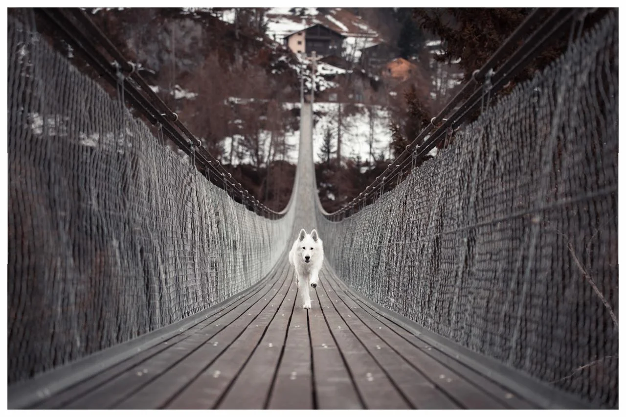 animal-architecture-bridge-326957 copy.jpg
