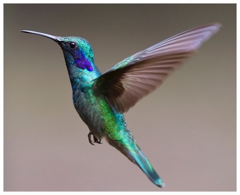 hummingbird-bird-birds-349758.jpeg