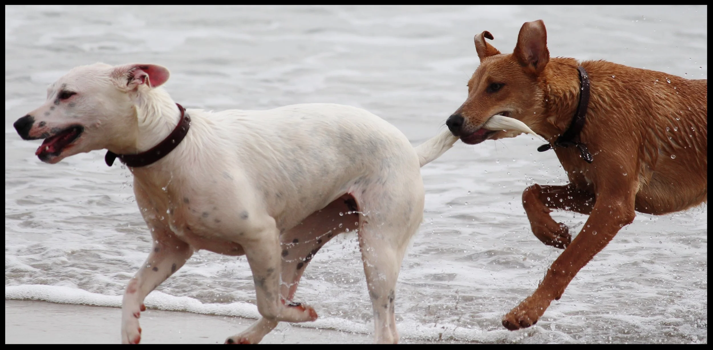 dogs-batons-play-bite_mini.jpg