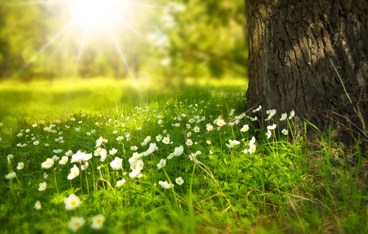 spring-tree-flowers-meadow-60006.jpg