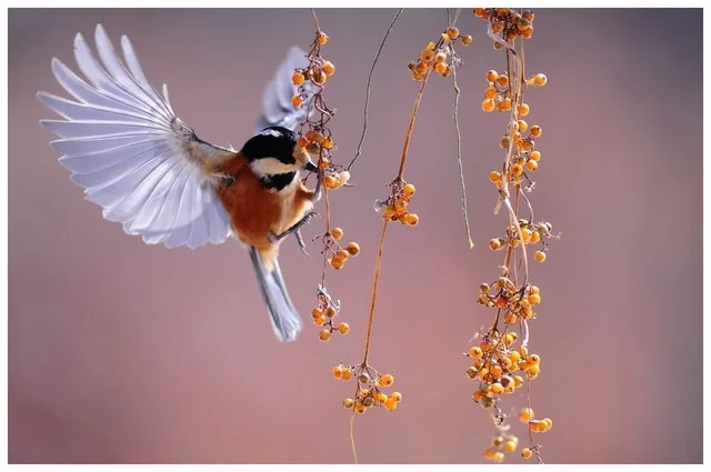 Bird Berries.jpg