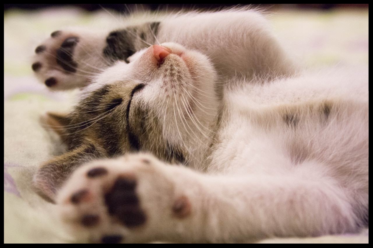 kitten.jpeg