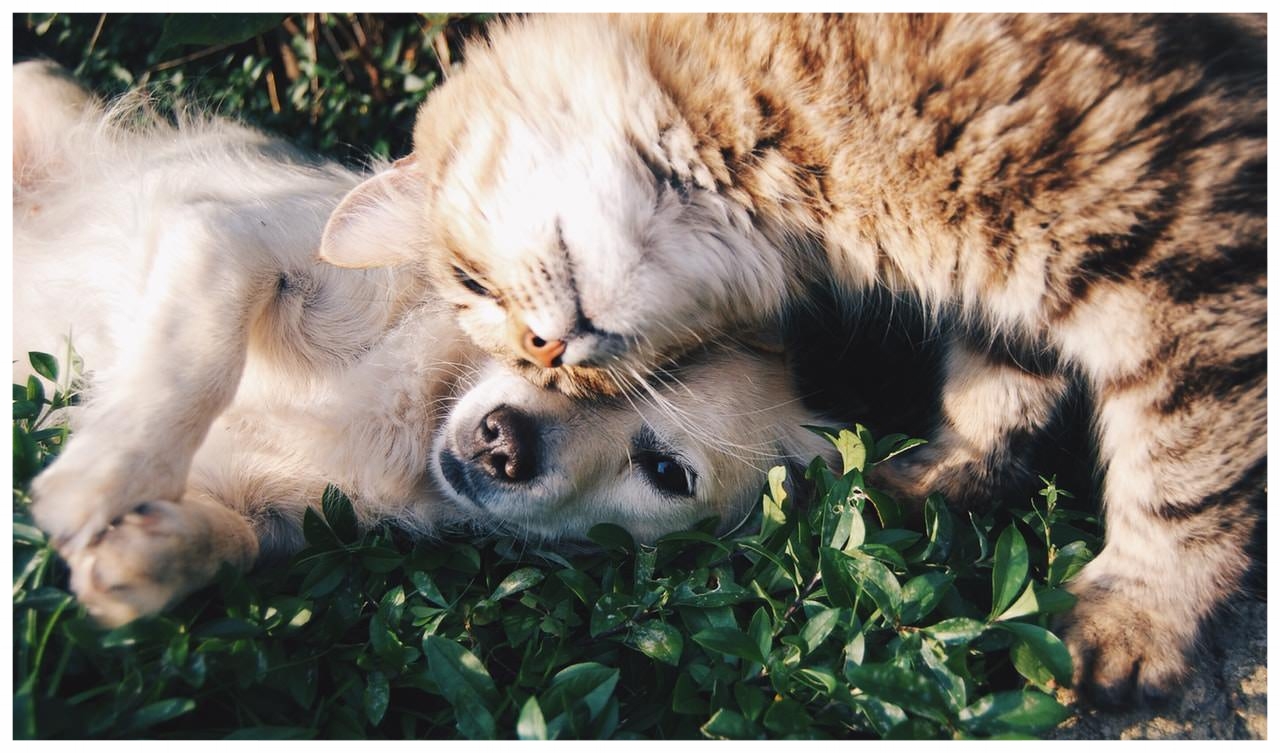 puppy and kitten.jpeg