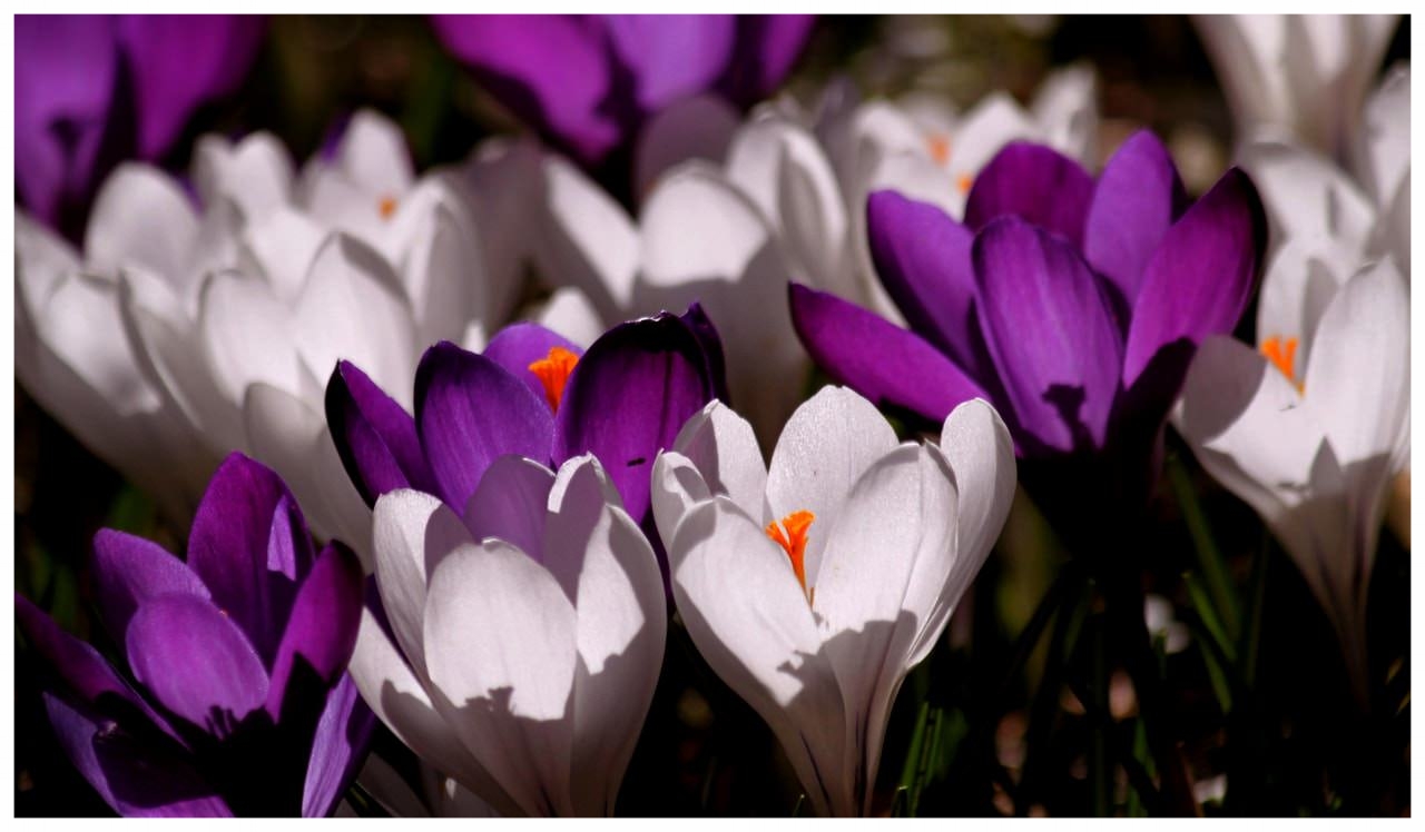 crocus-flower-spring-purple-60120.jpeg