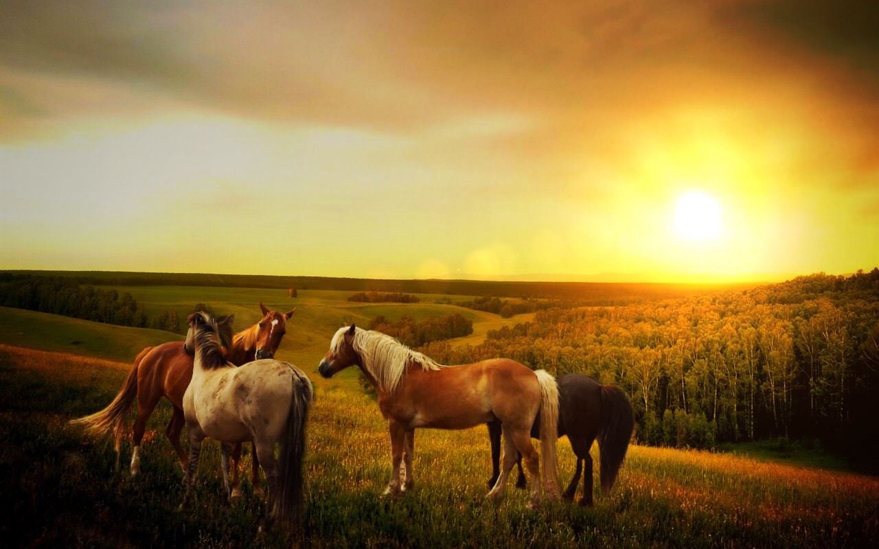 Horses Sunset.jpeg