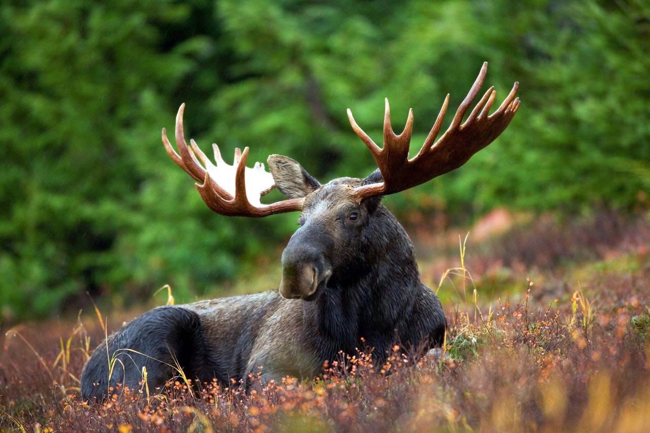 Moose.jpeg