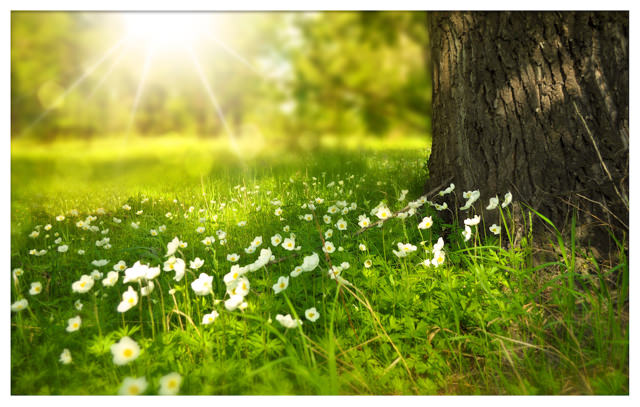 spring-tree-flowers-meadow-60006.jpg