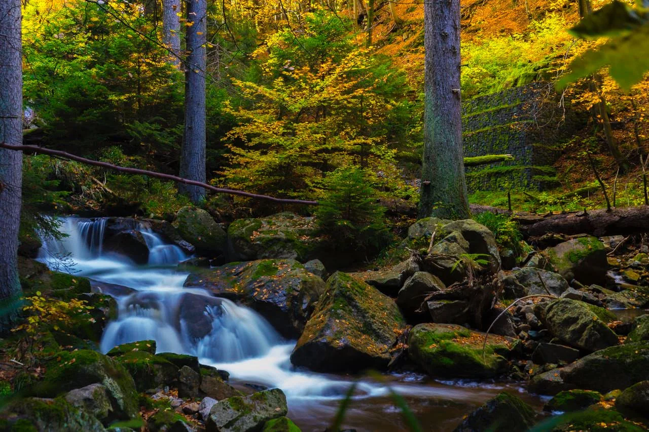 Forest Stream.jpg