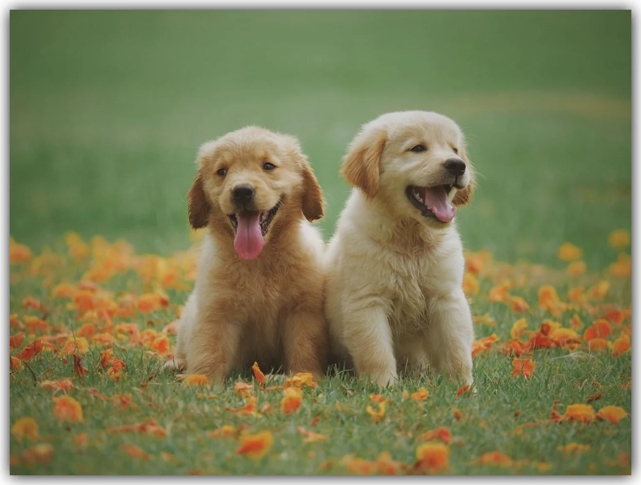 Golden Retriever pups - frame.jpg