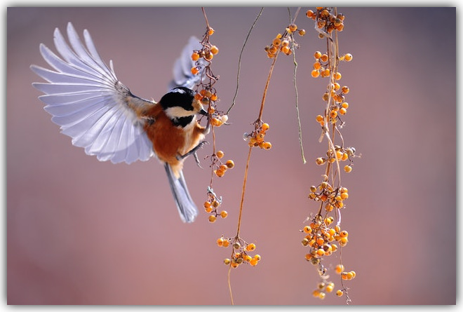 Bird Berries - frame.jpg