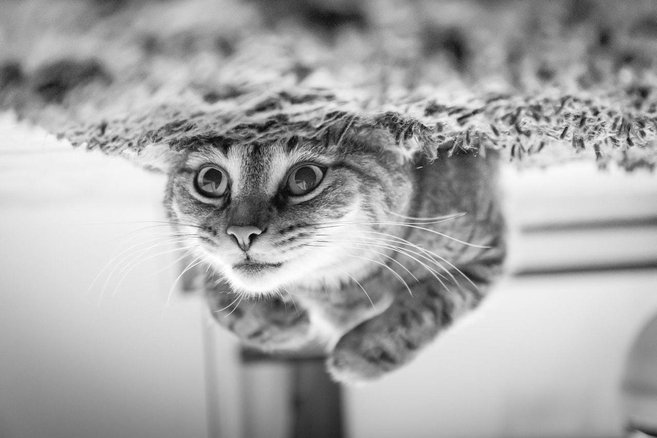 Kitten Swim.jpeg
