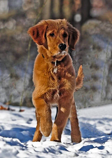Golden Retriever Snow - Small.jpg