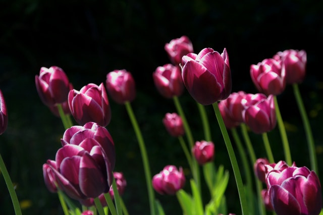 spring-flower-tulips-nature-70344.jpeg